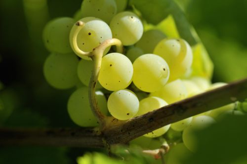 raisin site