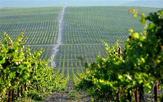vigne nel don