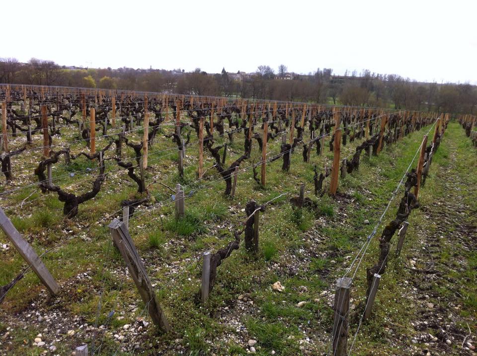 Haut-Brion8