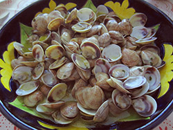molluschi