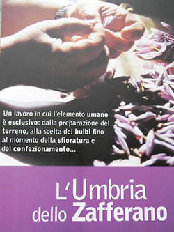 umbria dello zafferano